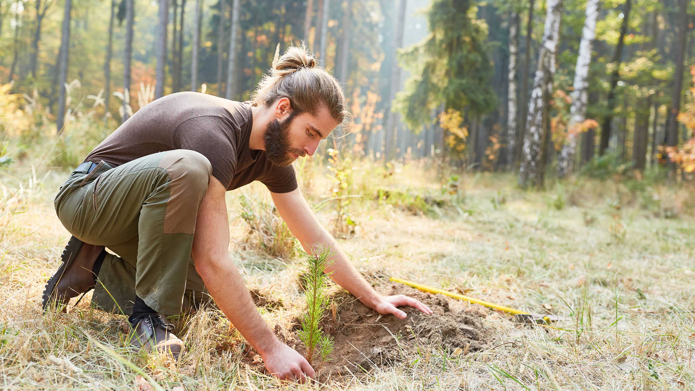 Man planting a tree